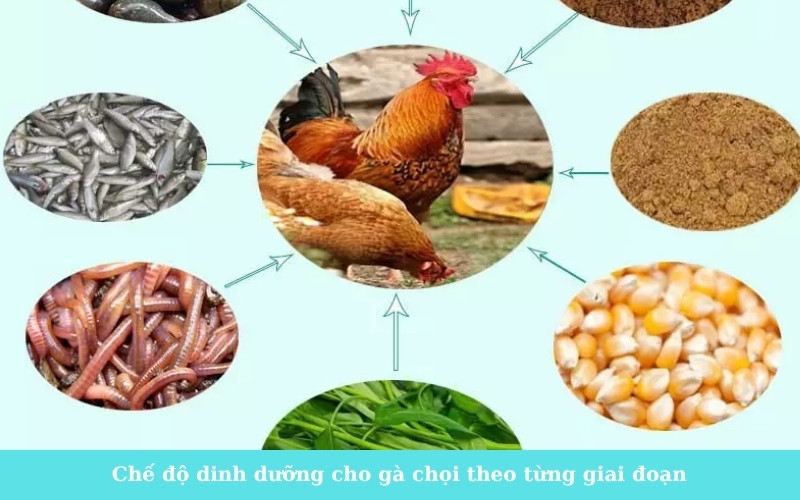 Chế độ dinh dưỡng cho gà chọi theo từng giai đoạn
