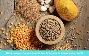 Dinh dưỡng cho gà chọi thi đấu hiệu quả từ chuyên gia Jun88