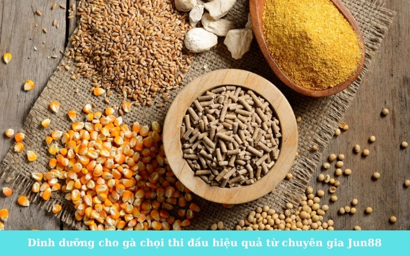 Dinh dưỡng cho gà chọi thi đấu hiệu quả từ chuyên gia Jun88